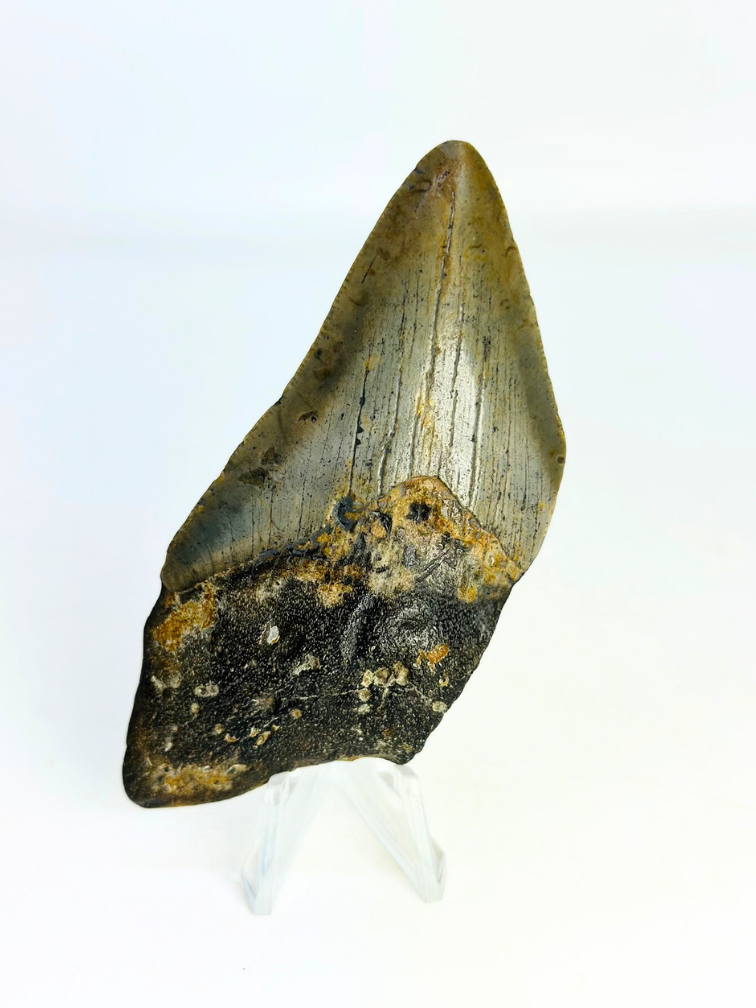 Dente di megalodonte "Goblin's Treasure" (USA) - 9,2 cm
