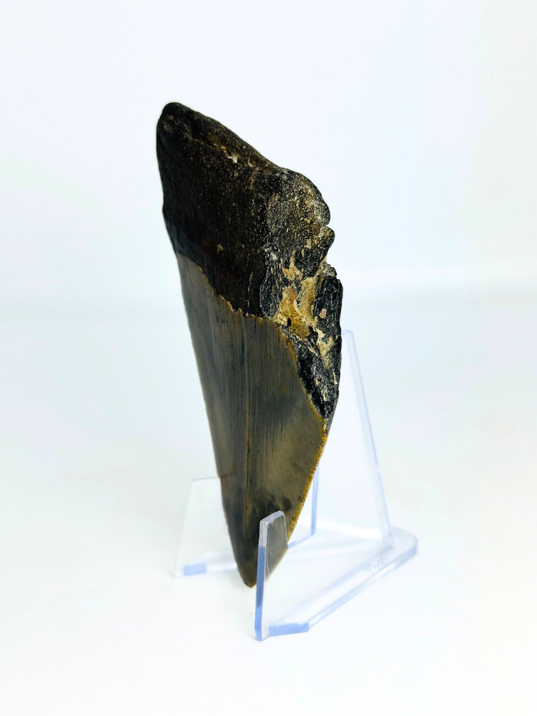 Dente di megalodonte "Goblin's Treasure" (USA) - 9,2 cm