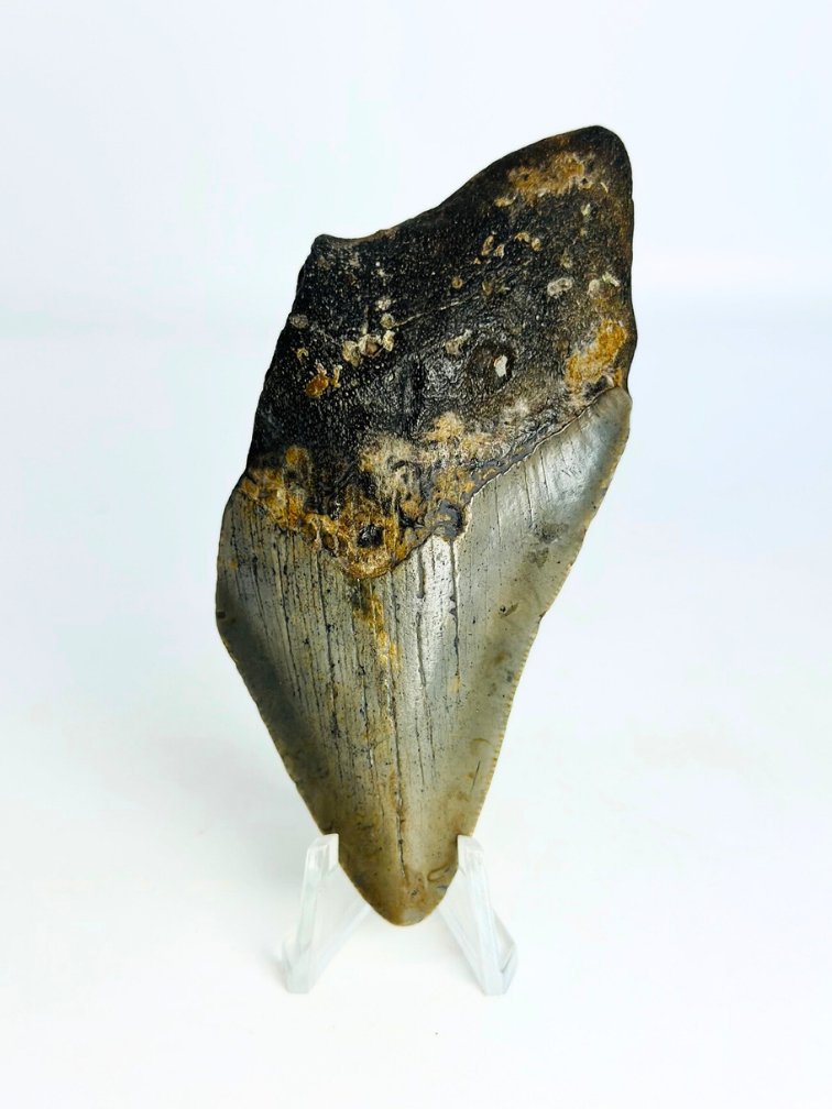 Dente di megalodonte "Goblin's Treasure" (USA) - 9,2 cm