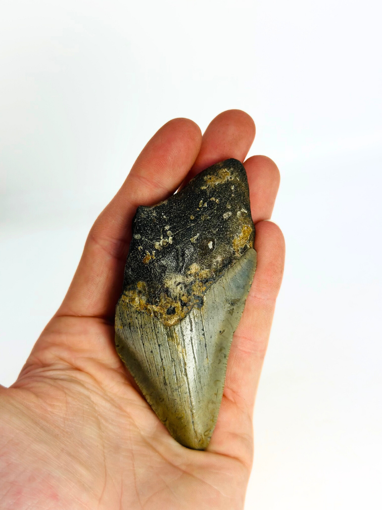 Dente di megalodonte "Goblin's Treasure" (USA) - 9,2 cm