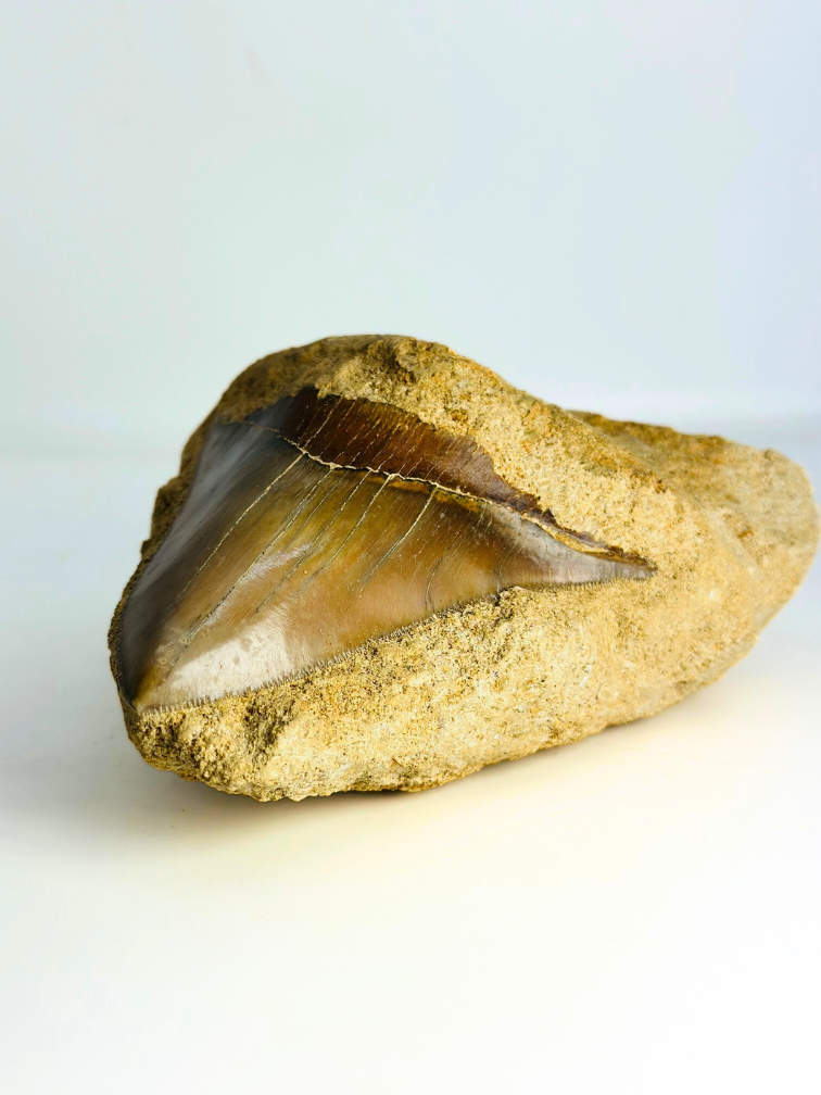 In Matrix - Megalodon Tooth ‘Buried for Era's’ (Indonesia) - 12 cm