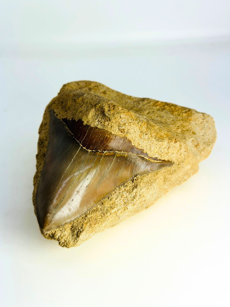 In Matrix - Megalodon Tooth ‘Buried for Era's’ (Indonesia) - 12 cm