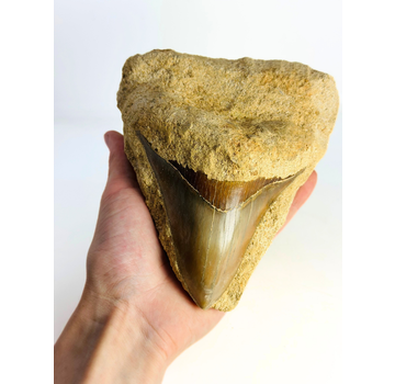 In Matrix - Megalodon-Zahn „Buried for Era's“ (Indonesien) - 12 cm