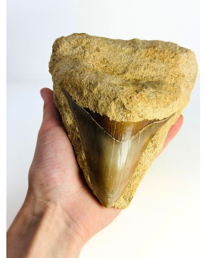 En Matrix - Diente de Megalodon «Buried for Era's» (Indonesia) - 12 cm