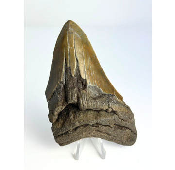 Megalodon tooth ''“Hidden Dagger'' (US) - 11,1 cm