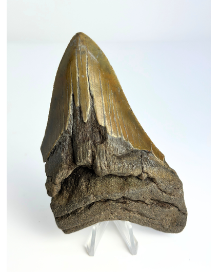 Megalodon tooth ''“Hidden Dagger'' (US) - 11,1 cm