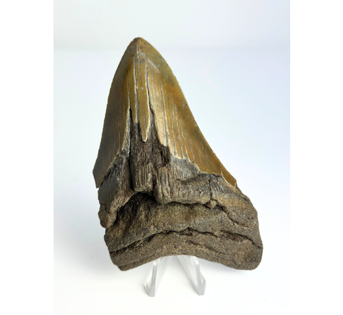 Megalodon tand ''“Hidden Dagger'' (VS) - 11,1 cm