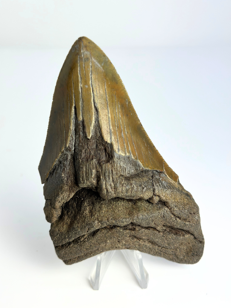 Megalodon tooth ''“Hidden Dagger'' (US) - 11,1 cm