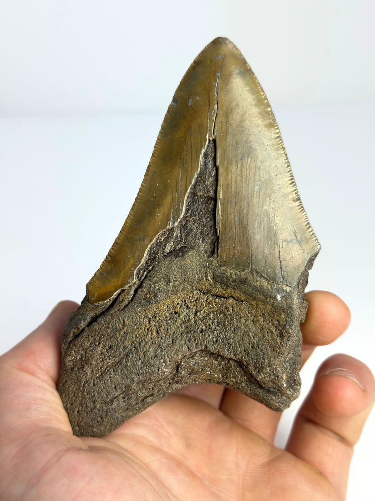 Megalodon tooth ''“Hidden Dagger'' (US) - 11,1 cm