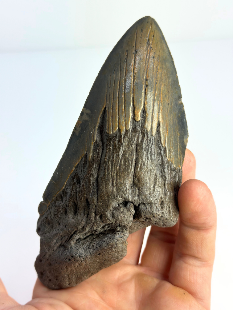 Megalodon tooth "Knowledge of Dragons" (US) - 13.3 cm