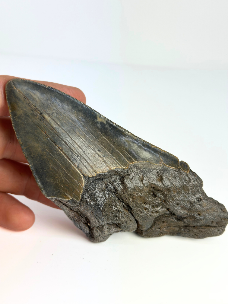 Megalodon tooth "Knowledge of Dragons" (US) - 13.3 cm