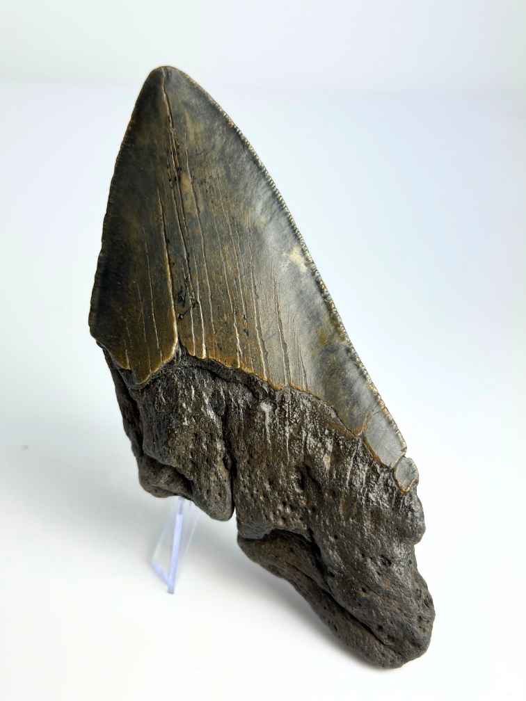 Diente de Megalodon "Knowledge of Dragons" (US) - 13,3 cm