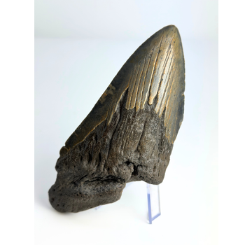 Megalodon tand "Knowledge of Dragons" (VS) - 13,3 cm