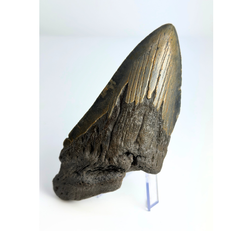 Megalodon tand "Knowledge of Dragons" (VS) - 13,3 cm