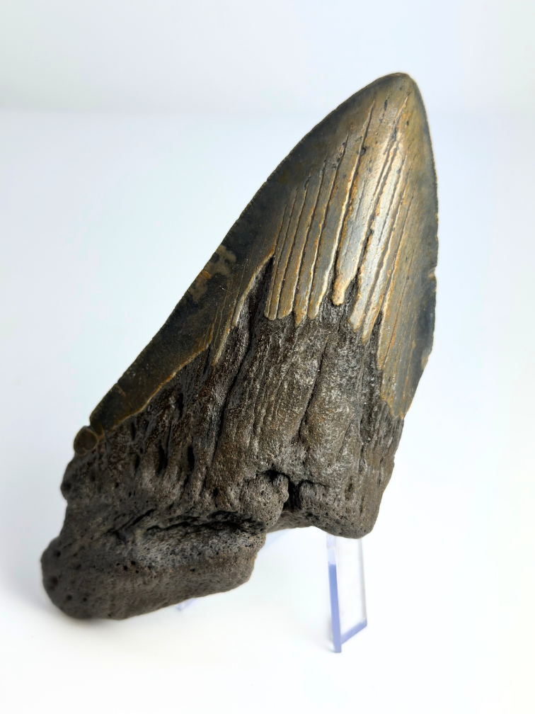 Megalodon tooth "Knowledge of Dragons" (US) - 13.3 cm