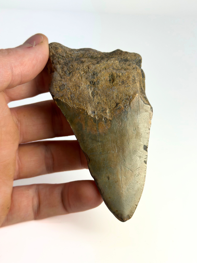 Megalodon-Zahn ''Badge of Glimmer'' (USA) - 10,1 cm