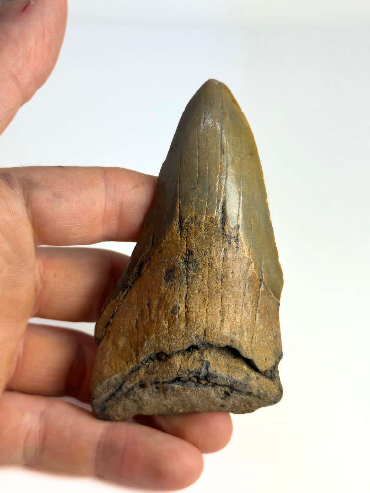 Megalodon-Zahn ''Badge of Glimmer'' (USA) - 10,1 cm