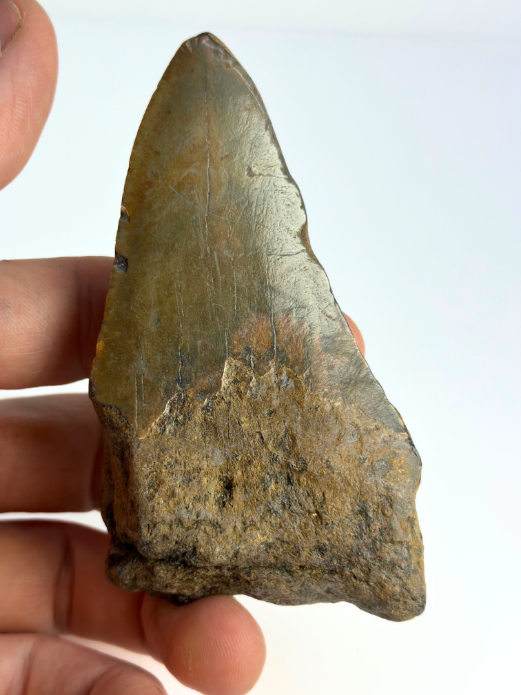 Megalodon tooth ''Badge of Glimmer'' (USA) - 10,1 cm
