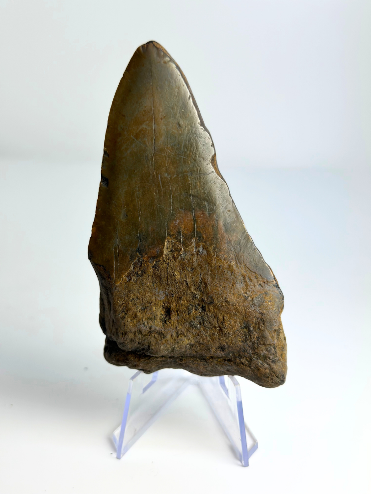 Megalodon tooth ''Badge of Glimmer'' (USA) - 10,1 cm