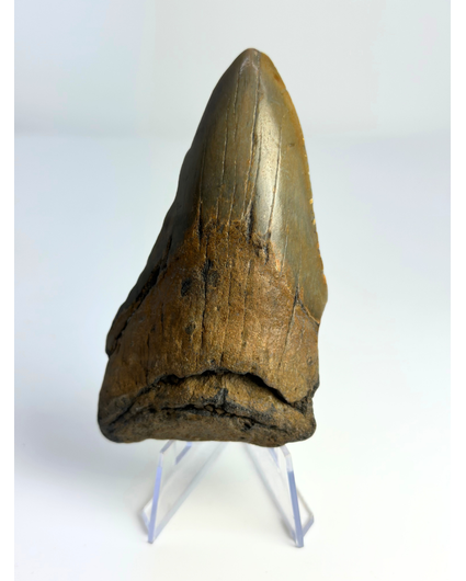 Dente di Megalodon ''Badge of Glimmer'' (USA) - 10,1 cm