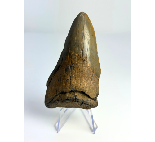 Megalodon tooth ''Badge of Glimmer'' (USA) - 10,1 cm