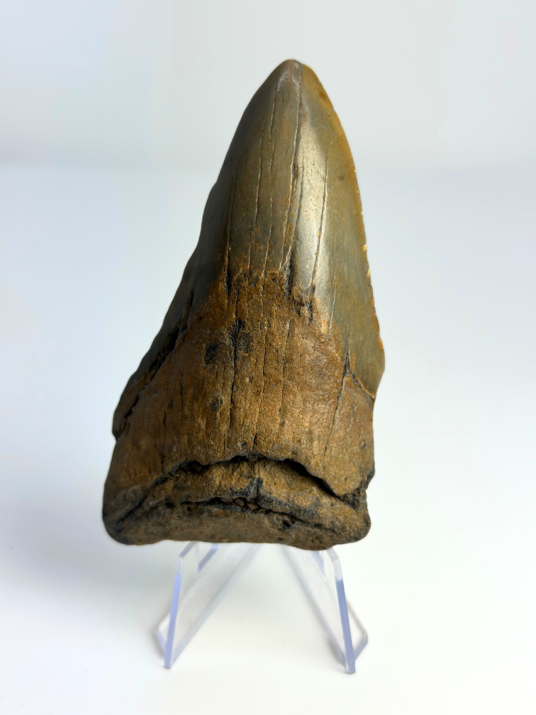 Megalodon tooth ''Badge of Glimmer'' (USA) - 10,1 cm