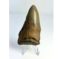 Megalodon tooth ''Badge of Glimmer'' (USA) - 10,1 cm