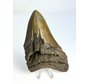 Megalodon tooth ''“Hidden Spirit'' (US) - 11,1 cm