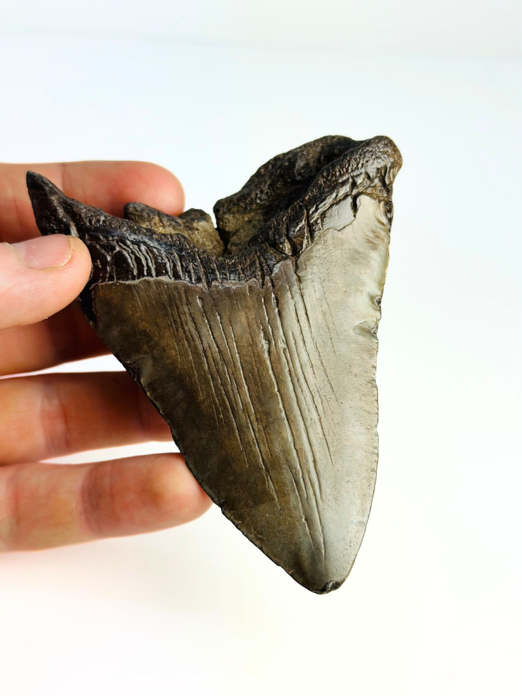 Megalodon Tooth "Sword of Darkness" (US) - 10.8cm
