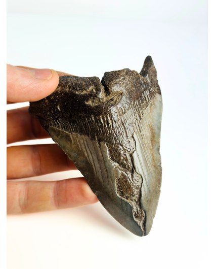 Dent de Megalodon "Sword of Light" (US) - 10.8cm