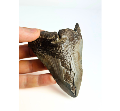 Megalodon-Zahn "Sword of Darkness" (US) - 10,8cm