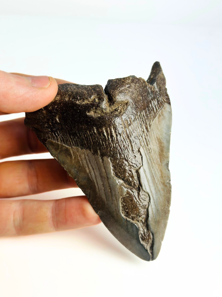 Diente de Megalodon "Sword of Darkness" (US) - 10.8cm