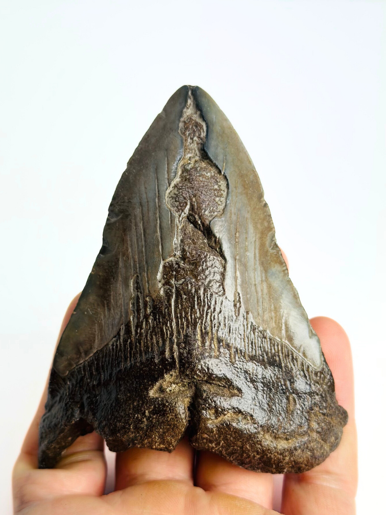 Megalodon Tooth "Sword of Darkness" (US) - 10.8cm
