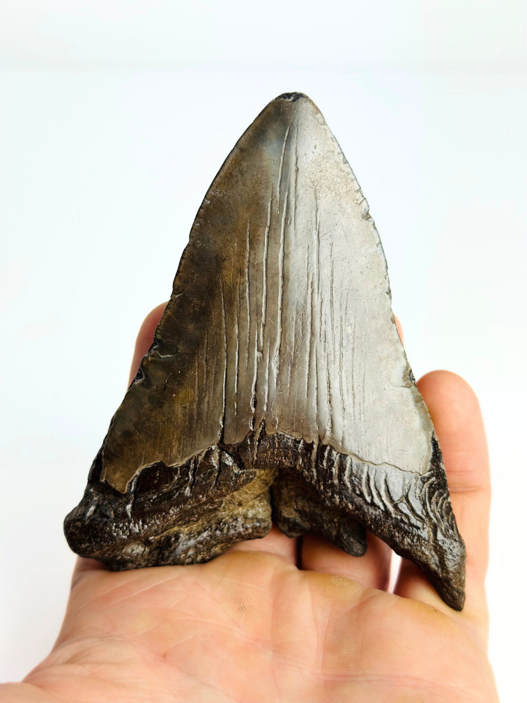 Diente de Megalodon "Sword of Darkness" (US) - 10.8cm