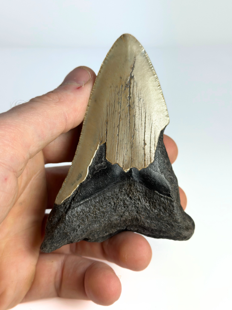 Megalodon tooth ''Shard of Compromise'' (USA) - 10,3 cm