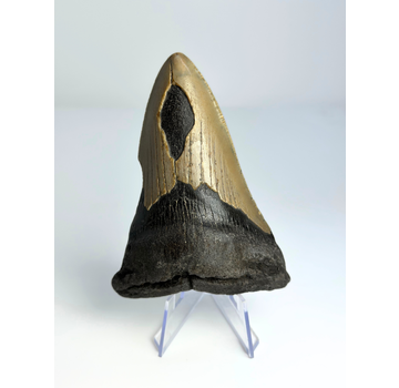 Megalodon tooth ''Shard of Compromise'' (USA) - 10,3 cm
