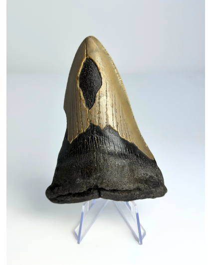 Megalodon tand ''Shard of Compromise'' (VS) - 10,3 cm