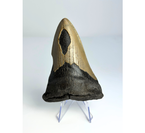 Megalodon tand ''Shard of Compromise'' (VS) - 10,3 cm