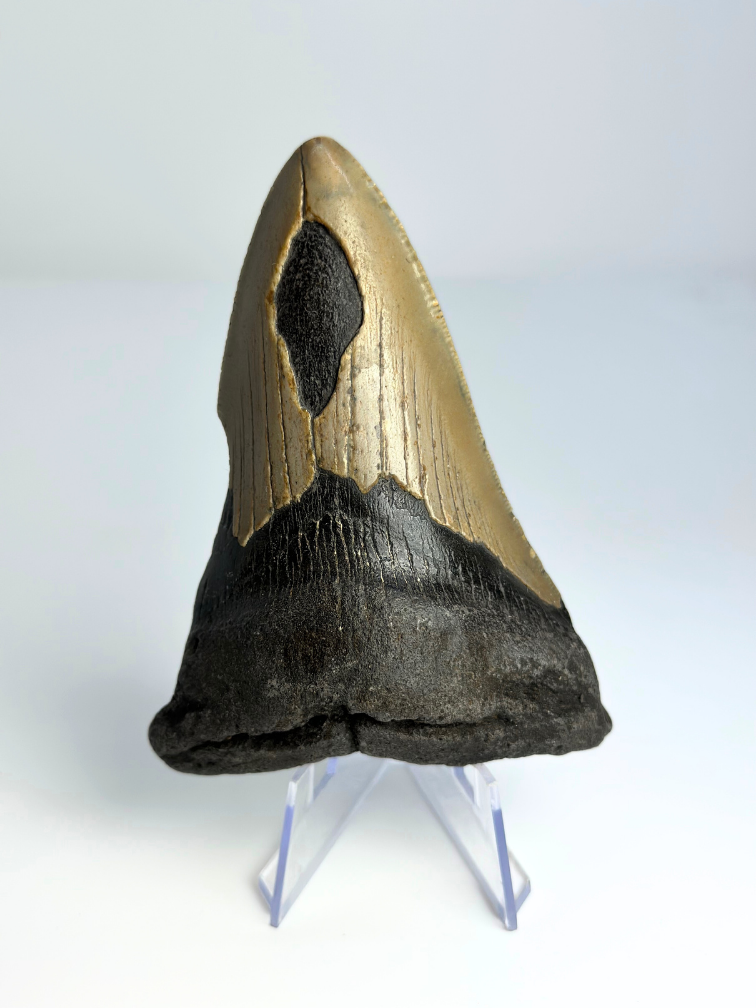 Megalodon tand ''Shard of Compromise'' (VS) - 10,3 cm