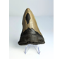 Diente de Megalodon ''Shard of Compromise'' (USA) - 10,3 cm