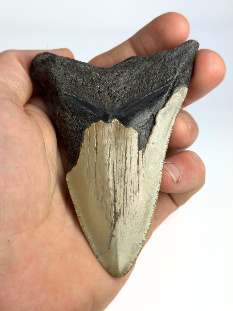 Megalodon tand ''Shard of Compromise'' (VS) - 10,3 cm