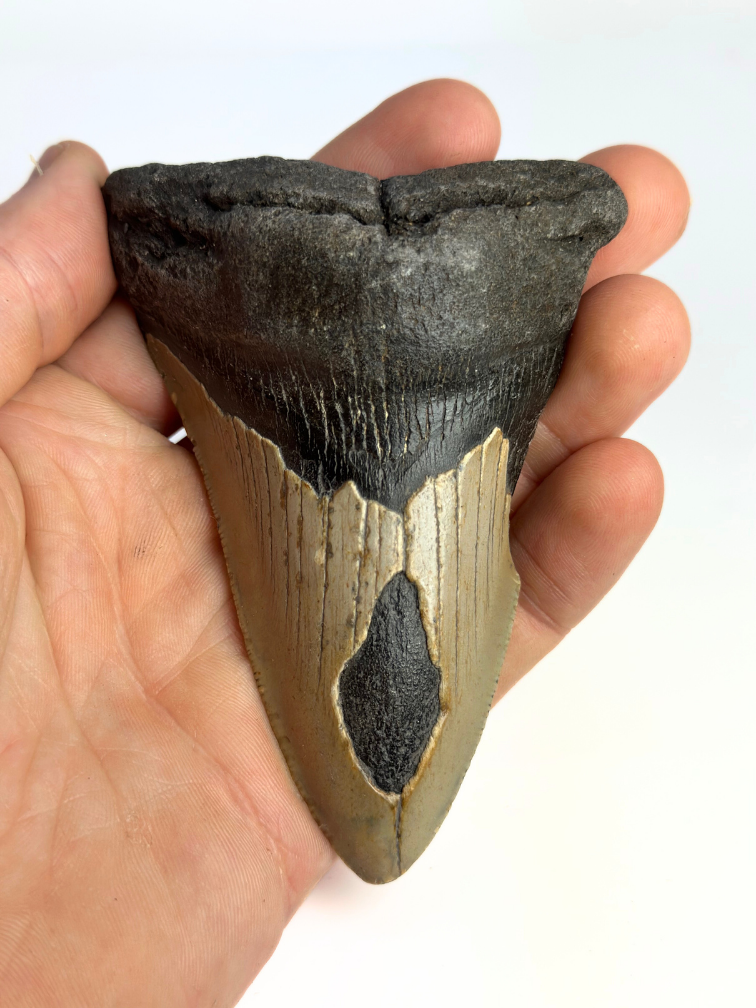 Megalodon tooth ''Shard of Compromise'' (USA) - 10,3 cm