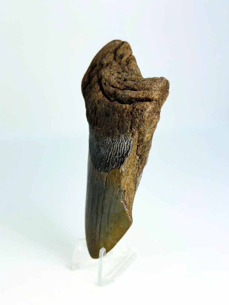 Diente de Megalodon ''Death's Scyte'' (US) - 11,5 cm