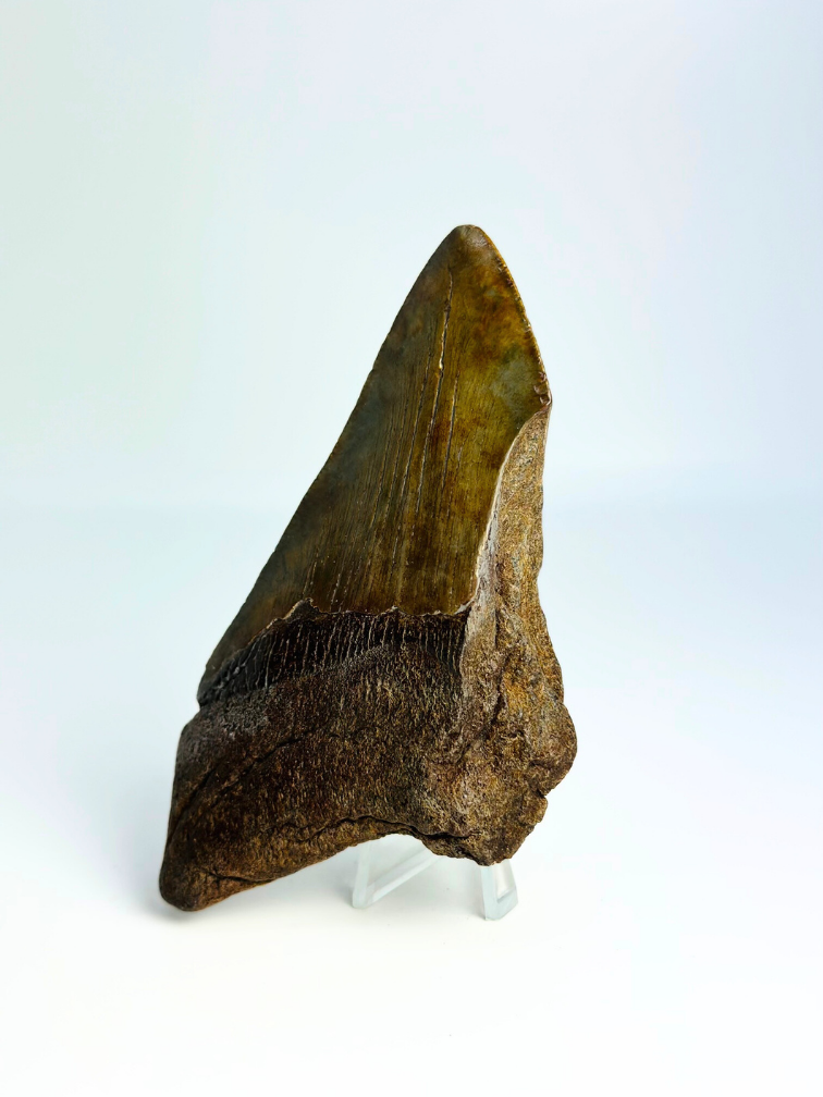 Megalodon tooth ''Death's Scyte'' (US) - 11,5 cm