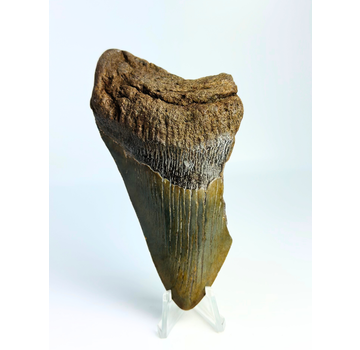 Megalodon tooth ''Death's Scyte'' (US) - 11,5 cm