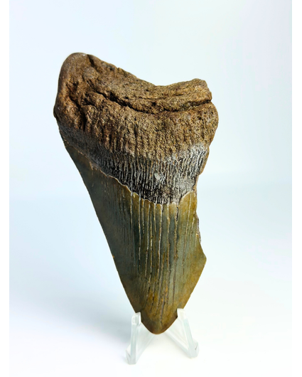 Megalodon-Zahn ''Death's Scyte'' (US) - 11,5 cm