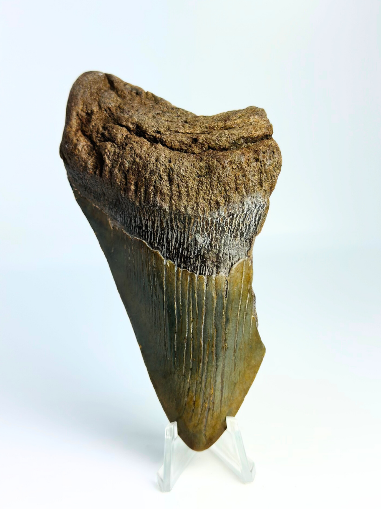 Megalodon tooth ''Death's Scyte'' (US) - 11,5 cm