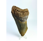Dente di Megalodon ''Death's Scyte'' (USA) - 11,5 cm