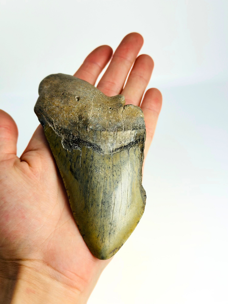 Dent de mégalodon "The Saw" (US) - 13,2 cm