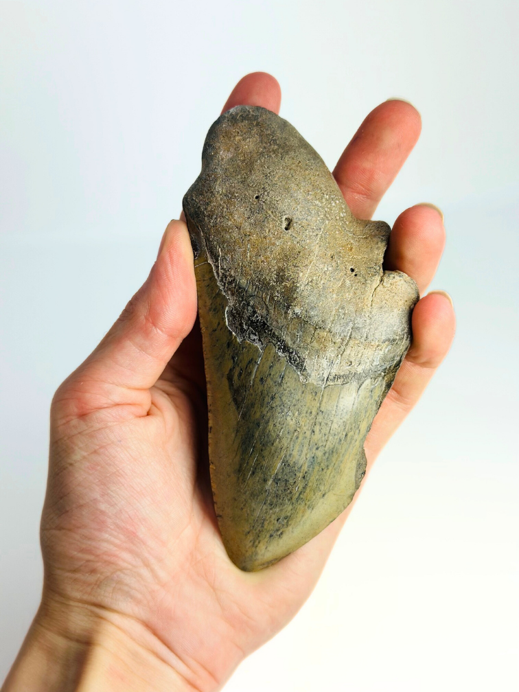 Megalodon-Zahn "The Saw" (US) - 13,2 cm